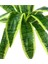Yapay Çiçek Masengena Sansevieria 12 Dal 40*50 cm Salon Çiçeği Plastik Siyah Saksılı Yapay Bitki 4