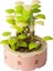 Diy Moc Saksı Bitkileri Sulu Meyveler Kaktüs Gypsophila Bonsai Ağaç Bahçeleri Romantik Yapı Taşları Model Tuğlalar Setleri Kutu Olmadan 64PCS (Yurt Dışından) 1