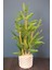 Saksıda Lüx Bambu Ağacı Açık Yeşil 65 cm (Taşlı Model) Yeşil 1
