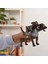 Nessiworld Schleich Hp Fluffy 13990 1