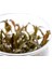 Cryptocoryne Affinis In Vitro Canlı Bitki 2