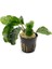Anubias Coffeefolia Compact Saksı Canlı Bitki 1