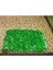 Java Moss Tele Sarılı 5X5CM Yeni Sarım Canlı Bitki 1
