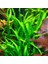 Microsorum Pteropus Narrow Leaf Saksı Canlı Bitki 1