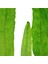 Microsorum Pteropus Narrow Leaf Saksı Canlı Bitki 2