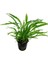 Microsorum Pteropus Narrow Leaf Saksı Canlı Bitki 3
