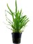 Microsorum Pteropus Narrow Leaf Saksı Canlı Bitki 4