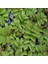 Salvinia Natans 10X10 cm Su Üstü Canlı Bitki 2