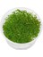 Ludwigia Mini Super Red In Vitro Canlı Bitki 1