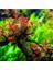 Ludwigia Mini Super Red In Vitro Canlı Bitki 3