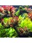 Ludwigia Mini Super Red In Vitro Canlı Bitki 4