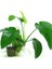 Anubias Barteri 5-6 Yapraklı Kök Canlı Bitki 1