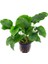 Anubias Barteri 5-6 Yapraklı Kök Canlı Bitki 2
