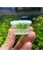 Cryptocoryne Parva Küçük In Vitro Cup Canlı Bitki 2
