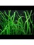 Cryptocoryne Crispatula Saksı Canlı Bitki 1