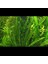 Cryptocoryne Crispatula Saksı Canlı Bitki 2