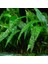 Cryptocoryne Crispatula Saksı Canlı Bitki 3
