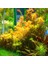 Rotala Orange Juice In Vitro Canlı Bitki 2