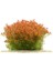 Rotala Orange Juice In Vitro Canlı Bitki 3