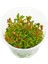 Rotala Orange Juice In Vitro Canlı Bitki 4