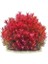 Rotala Blood Red In Vitro Canlı Bitki 1
