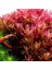 Rotala Blood Red In Vitro Canlı Bitki 2