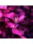 Bacopa Salzmannii Purple Saksı Canlı Bitki 2