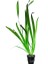 Vallisneria Gigantea Dev Saz Saksı Canlı Bitki 1