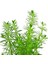 Bacopa Myriophylloides In Vitro Canlı Bitki 1