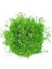 Bacopa Myriophylloides In Vitro Canlı Bitki 3