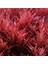 Rotala Rotundifolia Red In Vitro Canlı Bitki 1