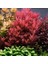 Rotala Rotundifolia Red In Vitro Canlı Bitki 3
