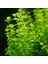 Lindernia Rotundifolia In Vitro Canlı Bitki 3
