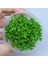 Lindernia Rotundifolia In Vitro Canlı Bitki 4
