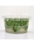 Lindernia Rotundifolia In Vitro Canlı Bitki 5