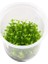 Rotala Fujian In Vitro Canlı Bitki 2