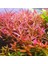 Rotala Colorata Saksı Canlı Bitki 1