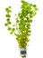 Rotala Colorata Saksı Canlı Bitki 3