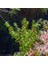 Rotala Pearl In Vitro Canlı Bitki 1
