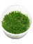 Rotala Pearl In Vitro Canlı Bitki 2