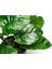 Anubias Butterfly Saksı Canlı Bitki 2