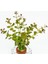 Rotala Manipurensis In Vitro Canlı Bitki 1