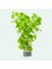 Rotala Manipurensis In Vitro Canlı Bitki 2