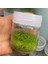 Rotala Manipurensis In Vitro Canlı Bitki 3