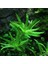 Heteranthera Zosterifolia In Vitro Canlı Bitki 1