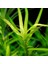 Heteranthera Zosterifolia In Vitro Canlı Bitki 2