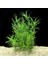 Heteranthera Zosterifolia In Vitro Canlı Bitki 3