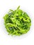 Heteranthera Zosterifolia In Vitro Canlı Bitki 4