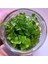 Ludwigia Green In Vitro Canlı Bitki 1