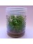 Ludwigia Green In Vitro Canlı Bitki 2